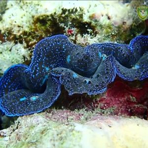 diving spot p adranan2