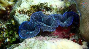 diving spot p adranan2